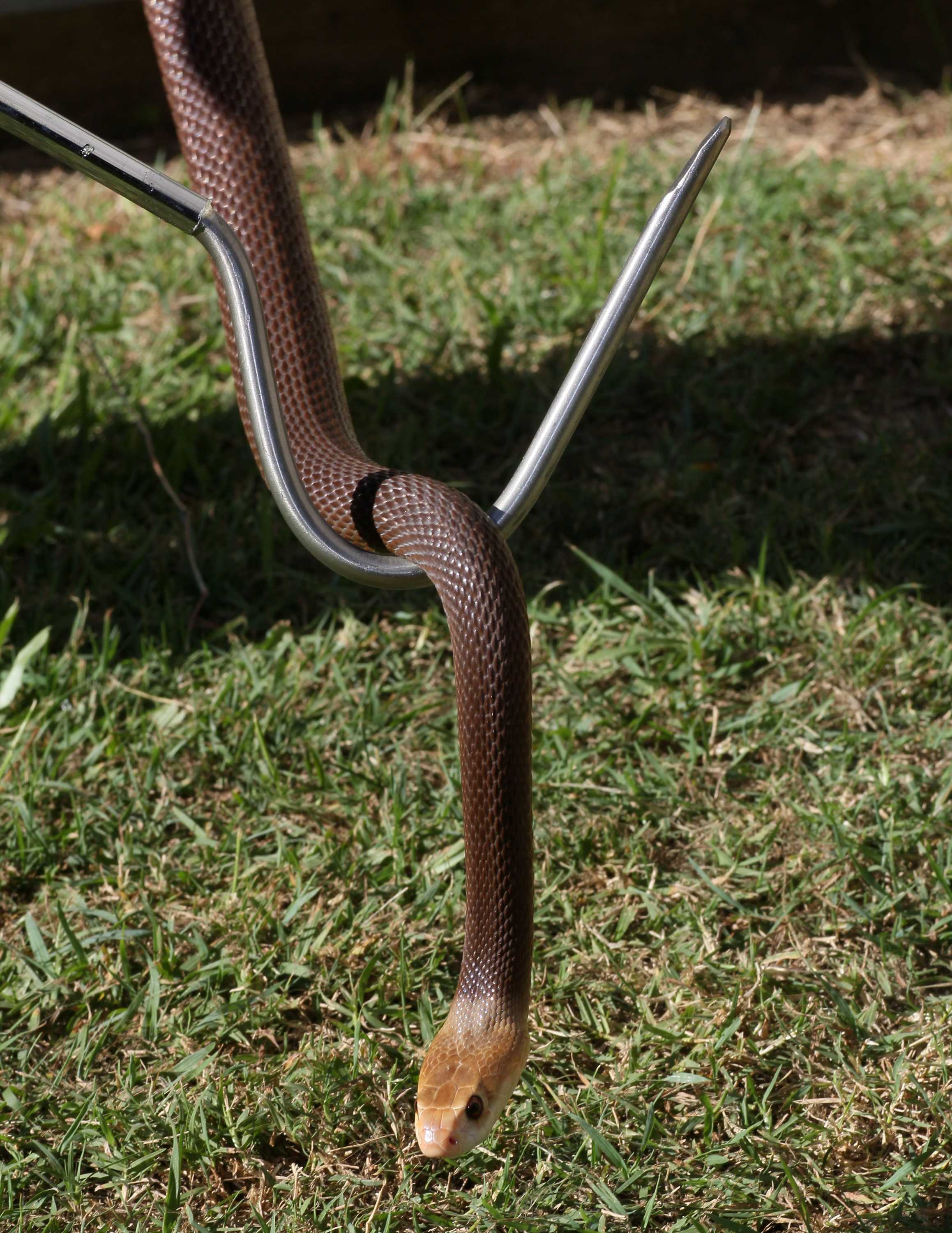 Snake handler turns old golf clubs into handling hooks to help prevent  reptile deaths - ABC News